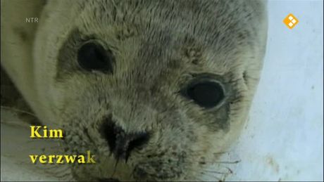 Het Klokhuis | Zeehondenopvang