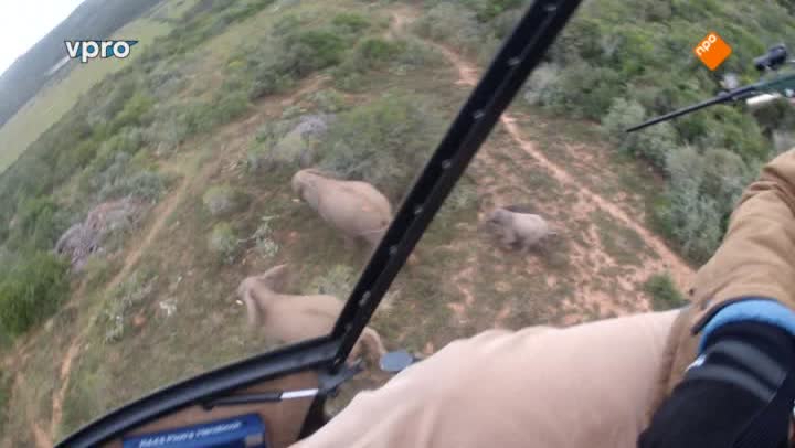 Freek in het wild | Verdoofde olifant