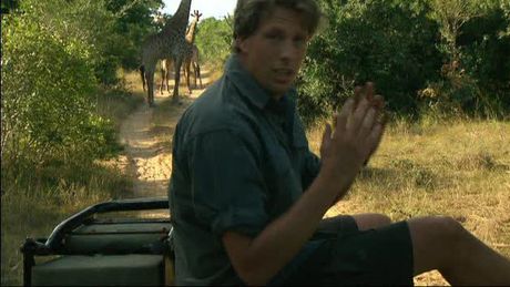 Freek in het wild | Giraffen
