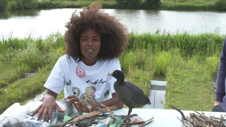 Het Klokhuis | Vogelnesten