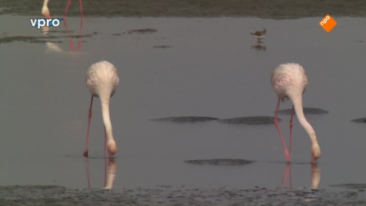 Freeks Wilde Wereld | Flamingo's en pelsrobben