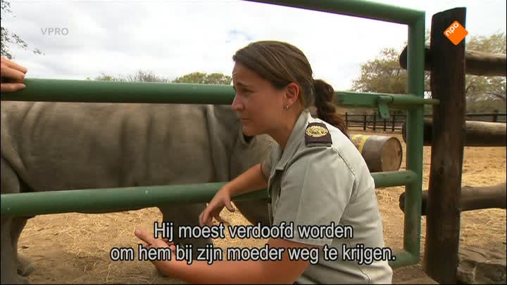 Freeks Wilde Wereld | De witte neushoorn
