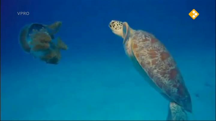 Proefdier | Luuk & schildpadjes