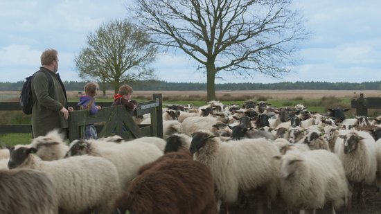 Puck en het verdwenen schaap