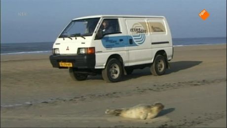 Het Klokhuis | Zeehondenopvang