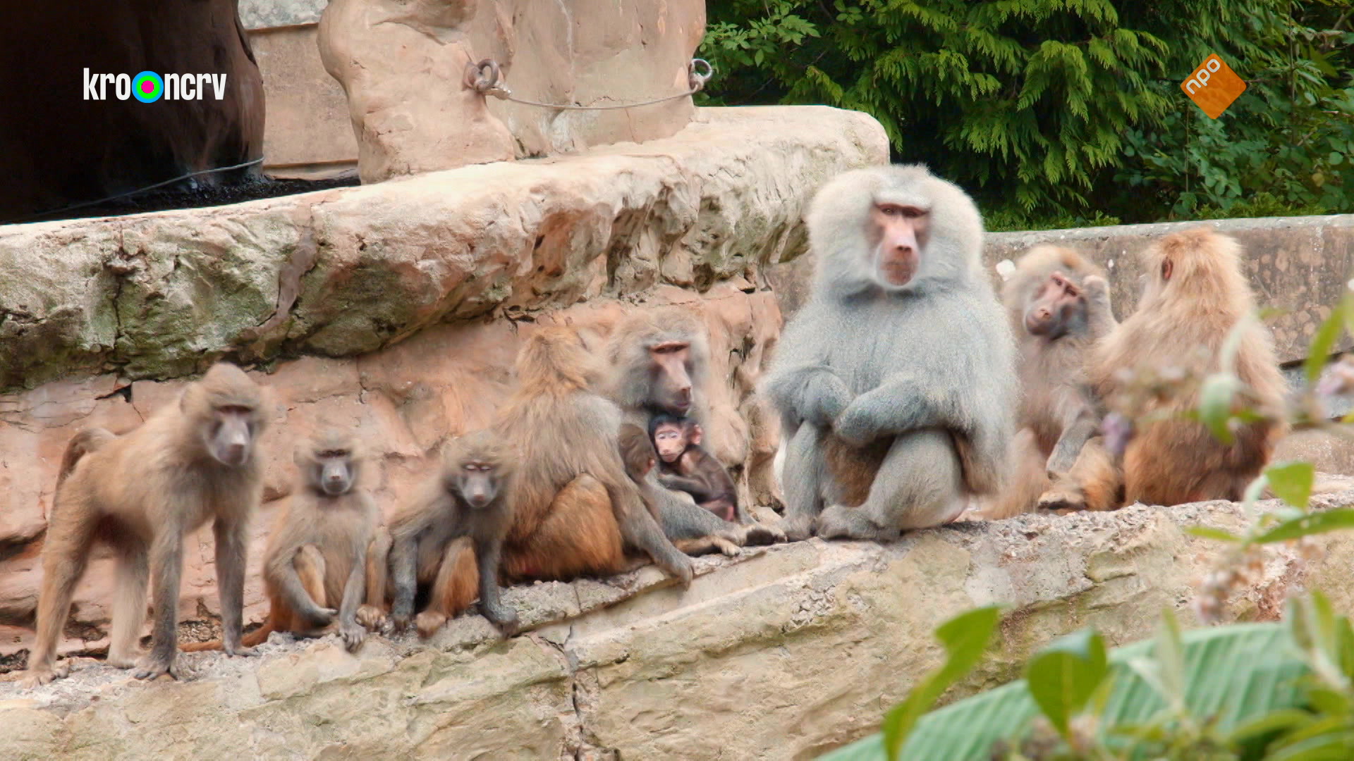 De Zoo