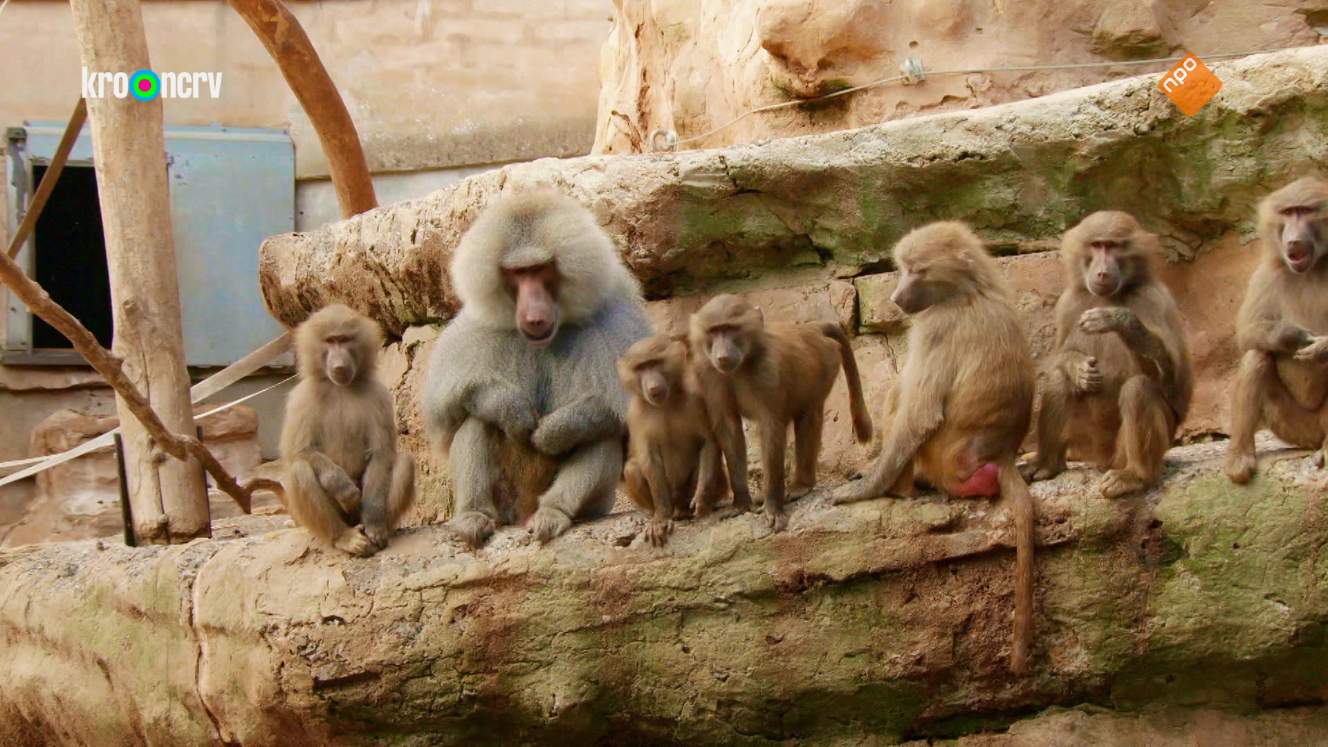 De Zoo