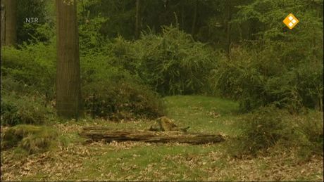 Het Klokhuis | Apen