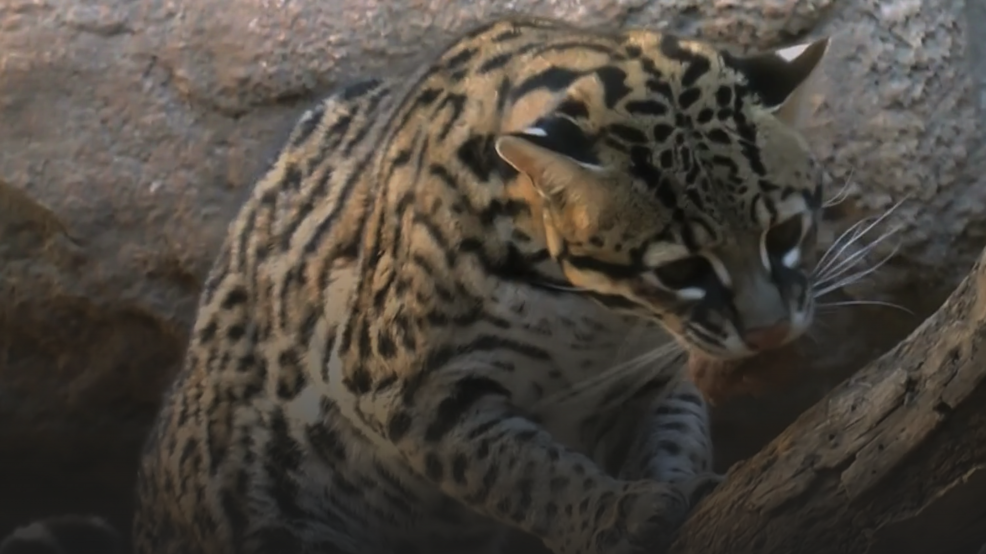 De ocelot en de jungleschorpioen