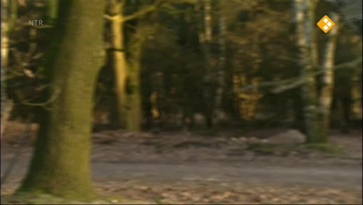 Koekeloere
