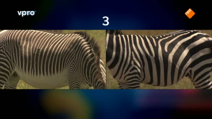 Freeks Wilde Wereld | Kenia - Kuddedieren
