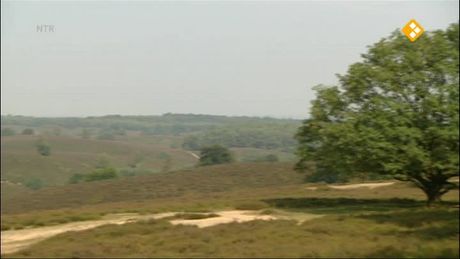 Het Klokhuis | Edelhert
