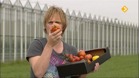 Het Klokhuis | Tomatenkwekerij
