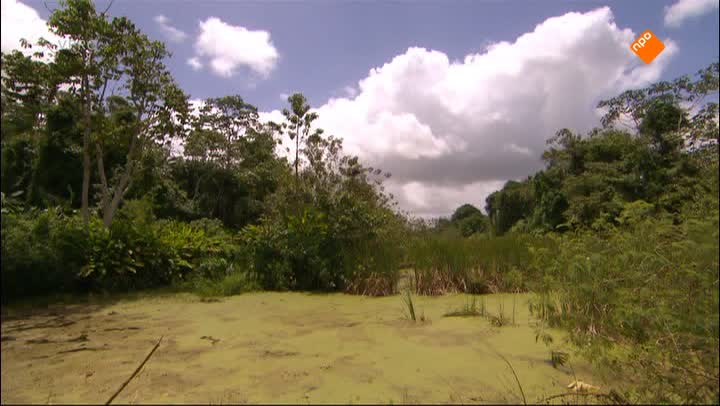 Freeks Wilde Wereld | Anaconda Mimosaplant