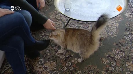 Nieuwe Baasjes | Familie Schaefer - Kat