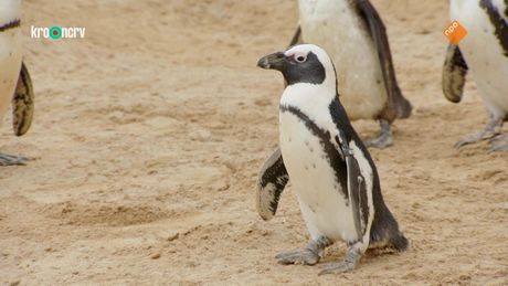 De Zoo | De grote knal
