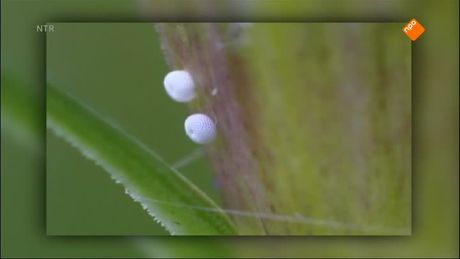 Het Klokhuis | Vlinders