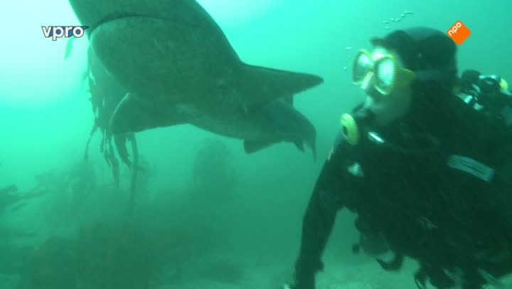 Freek in het wild | Blauwe haaien