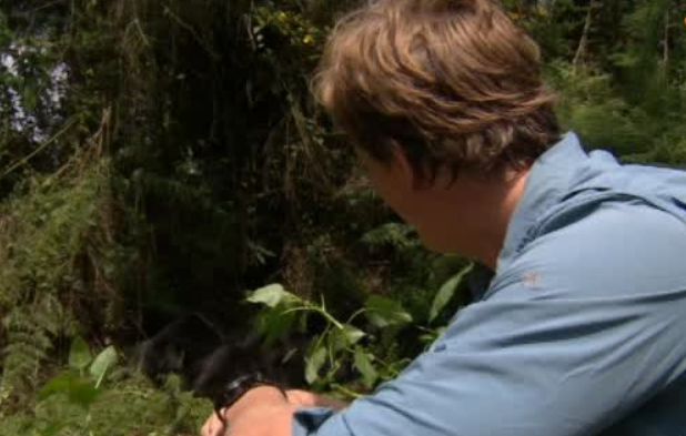 Freeks Wilde Wereld | Berggorilla's