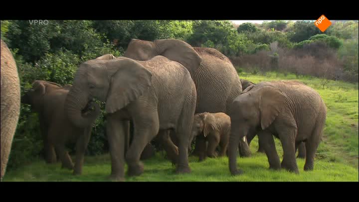 Freek in het wild | Verdoofde olifant