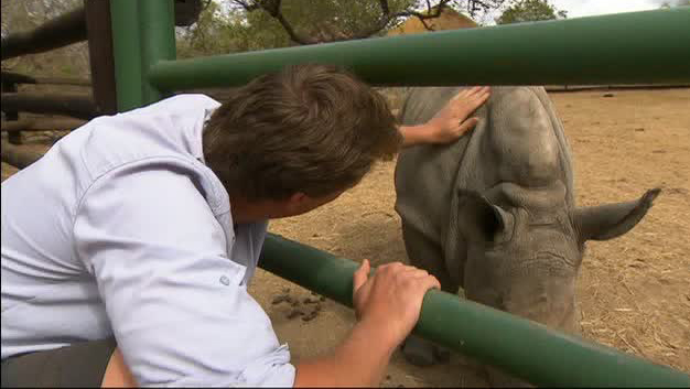 Freeks Wilde Wereld | De witte neushoorn