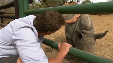 Freeks Wilde Wereld | De witte neushoorn