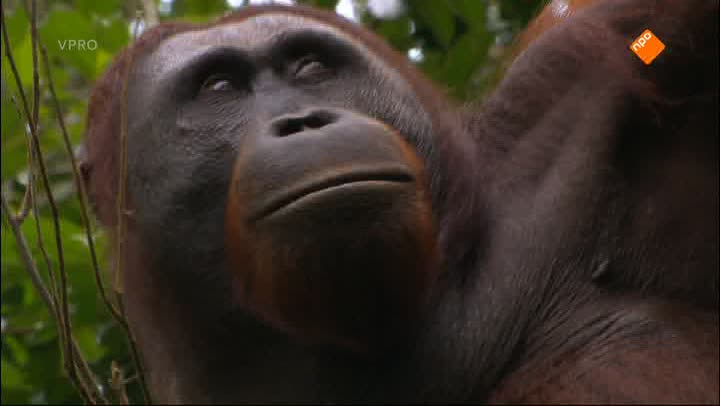 Freeks Wilde Wereld | De orang-oetan