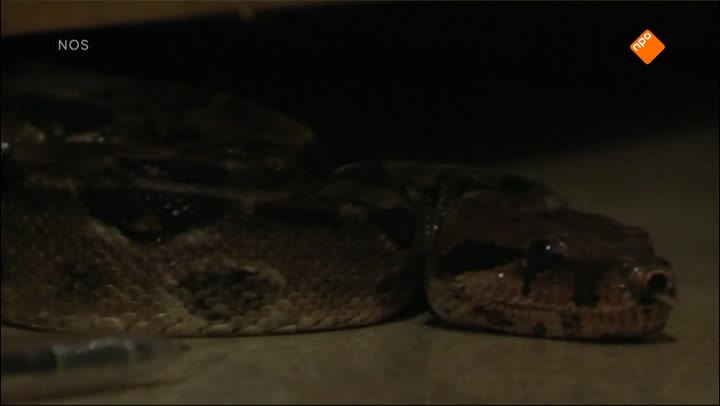 Het NOS Jeugdjournaal | NOS Jeugdjournaal