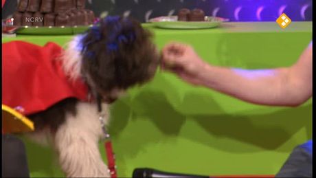Zapplive | Deel 1