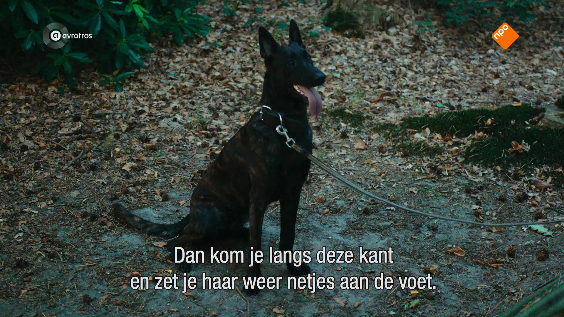 ZappDoc | Rico & Indy