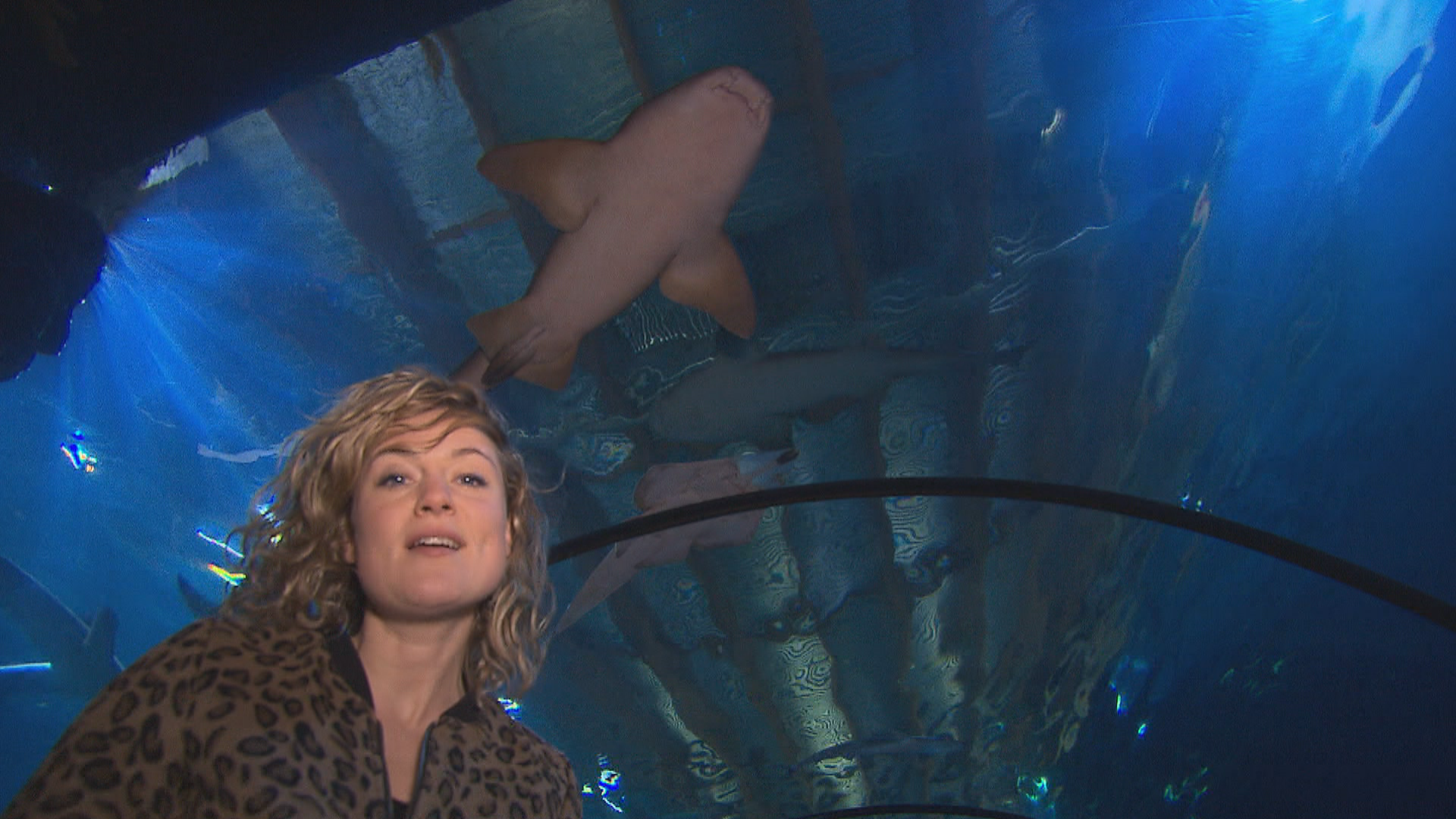 Het Klokhuis | Zeeaquarium verzorger