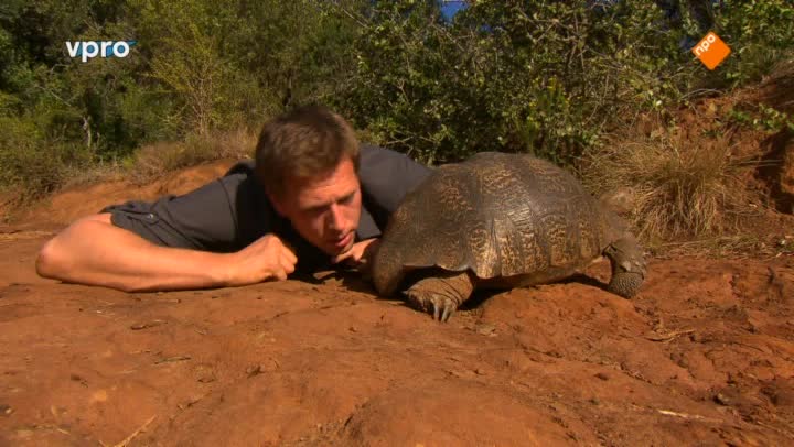 Freek in het wild | Lopende tank en kelphaai