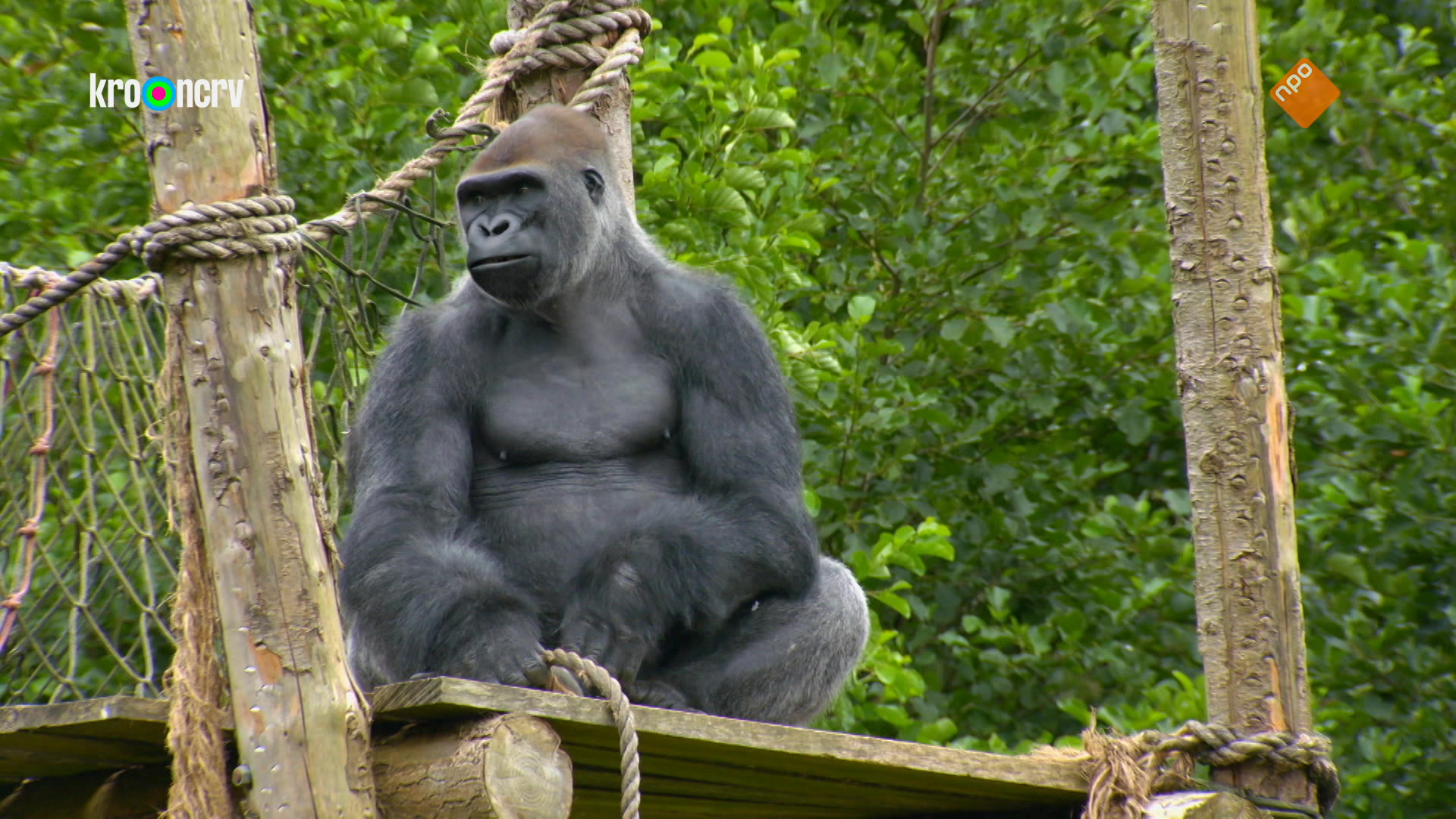 De Zoo