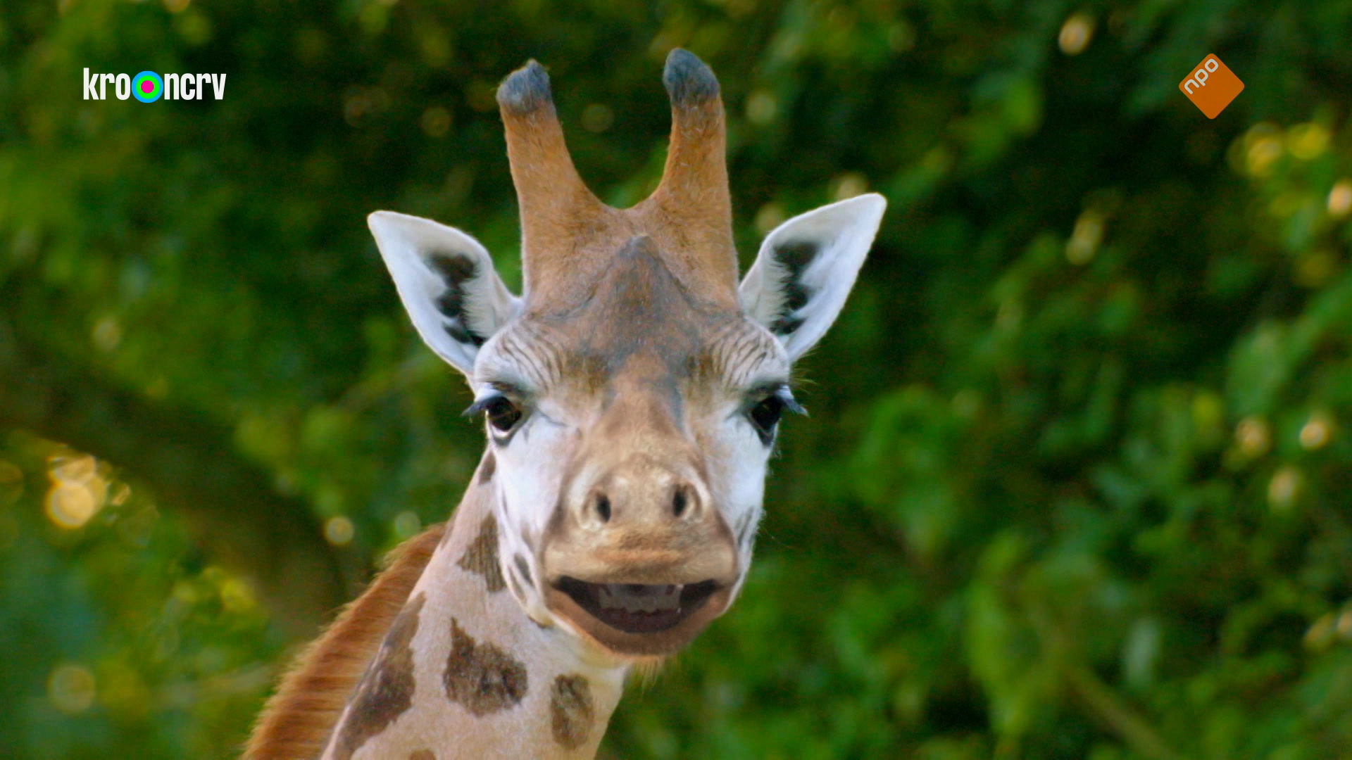 De Zoo