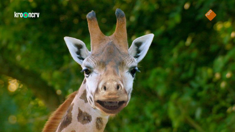 De Zoo