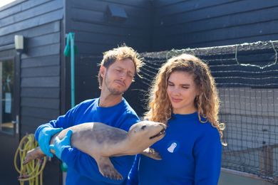 Zeehonden, zalmpap en poep