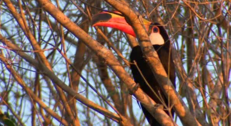 Freeks Wilde Wereld | Kleurrijke vogels