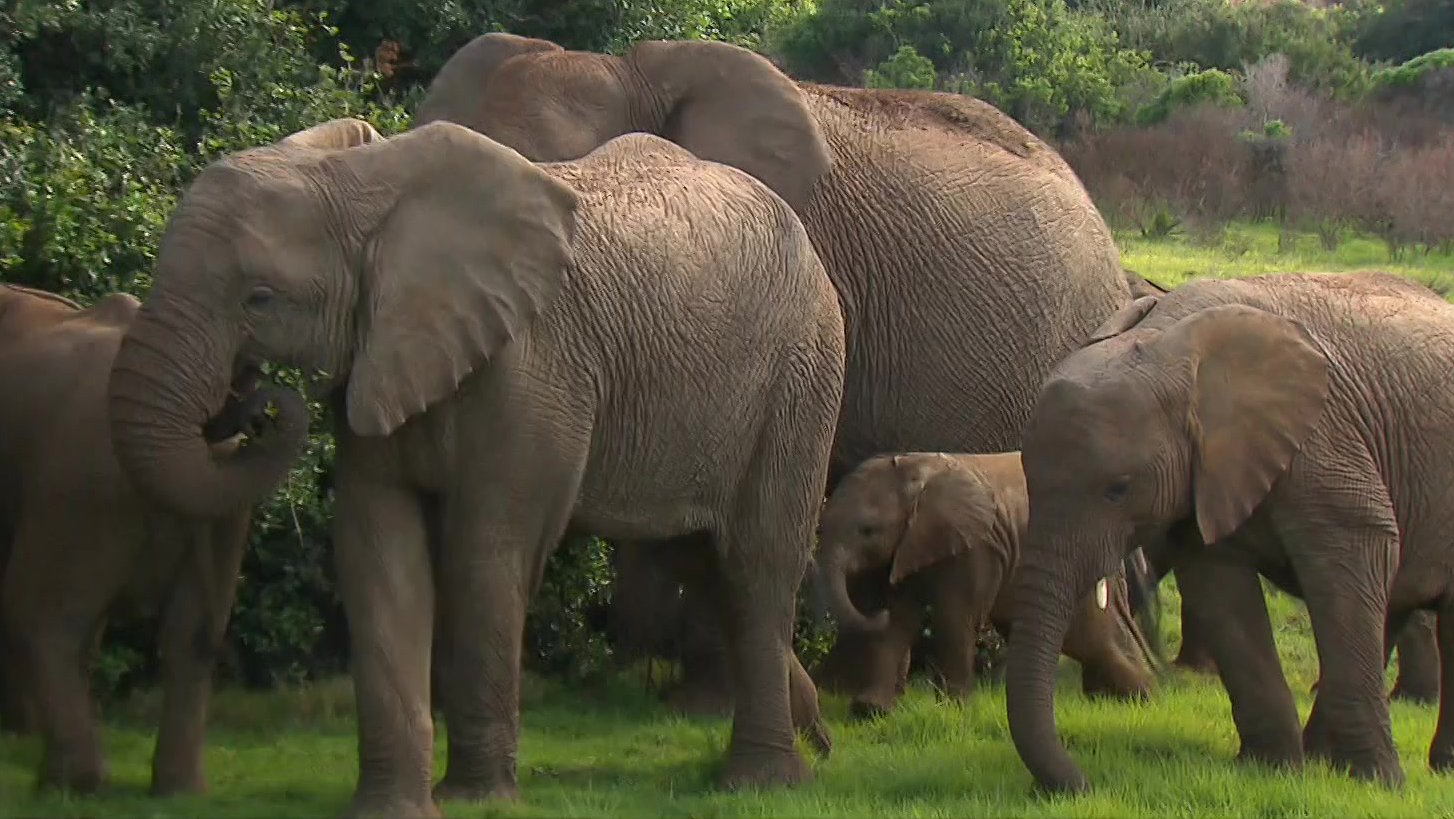 Freek in het wild | Verdoofde olifant