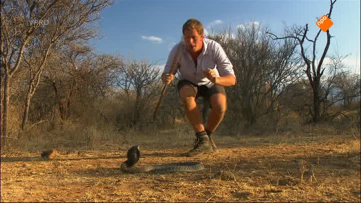 Freeks Wilde Wereld | De cobra en de olifant
