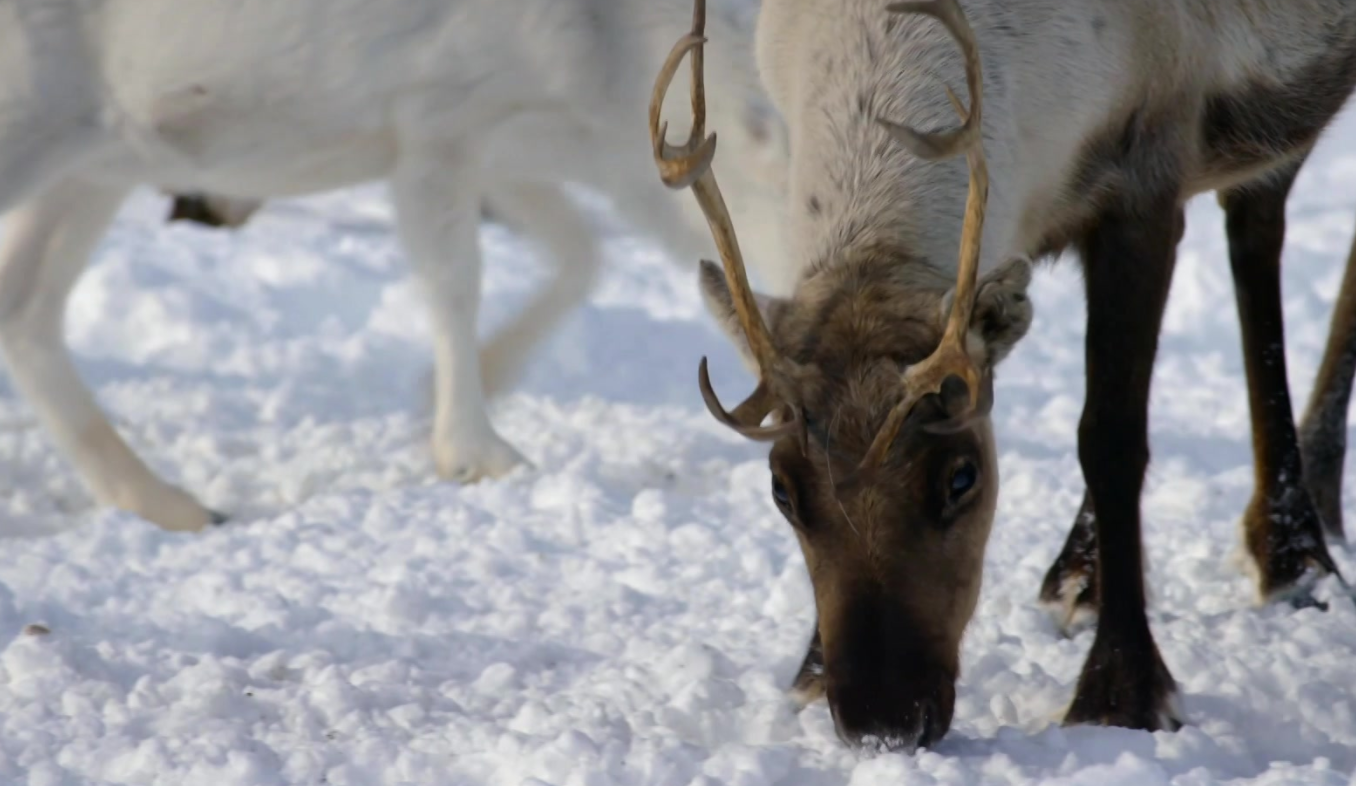 Freeks Wilde Wereld | Wintersporters
