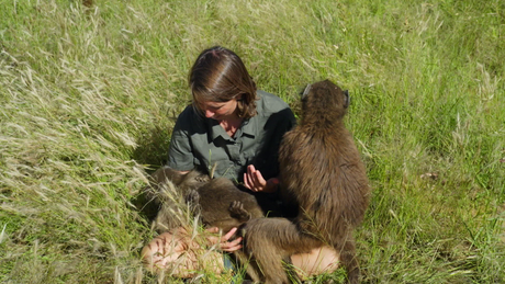 Dierendokter in het wild
