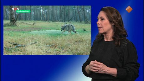 NOS Jeugdjournaal met gebarentaal