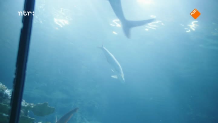 Het Klokhuis | Zeeaquarium verzorger