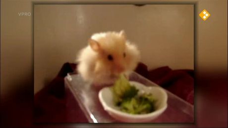 Proefdier | Lucien & hamster
