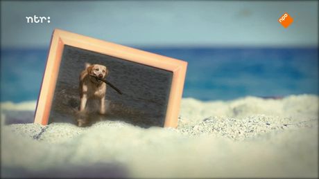 DierenDetectives | Hond Norman