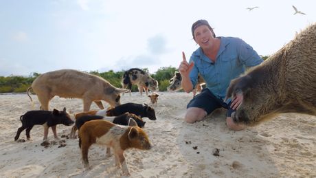 Freeks Wilde Wereld | Zon, zee en zwijnen