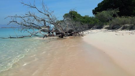 Freeks Wilde Wereld | Komodo - Reptielen in zee