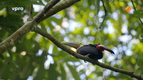 Costa-Rica - Een pijnlijk experiment