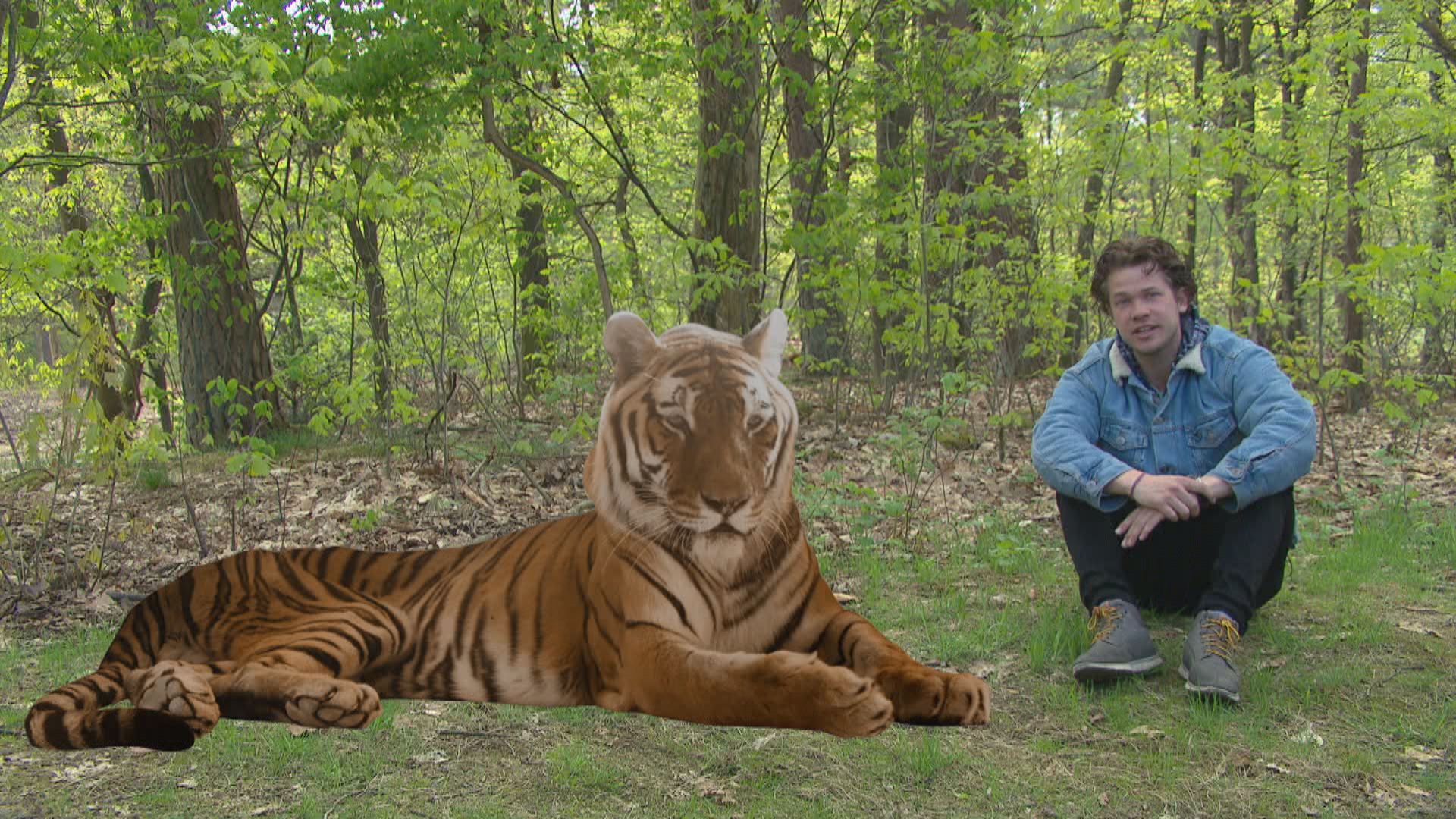 Het Klokhuis | Tijger