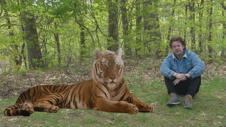 Het Klokhuis | Tijger